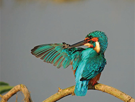 L(10_2015_A-Bird-Guide-at-Bhigwan)4