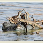 14-year-old Indian is Young Wildlife Photographer of the Year