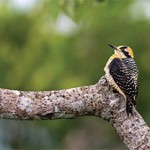 The wildlife of Soberania National Park: Beauty in Diversity