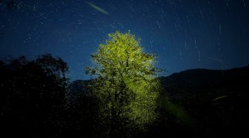 Aishwarya Sridhar Wins at the 56th Wildlife Photographer of the Year Awards