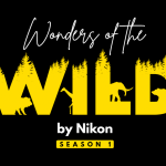 Nikon announced its maiden Wildlife contest – ‘Wonders of the Wild’